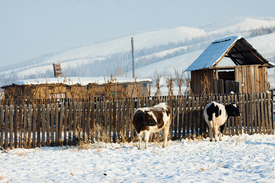 冬季村庄民居小牛