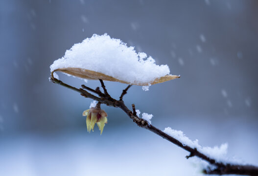 雪腊梅