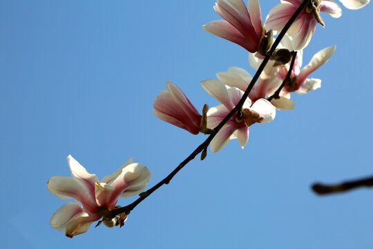 望春花