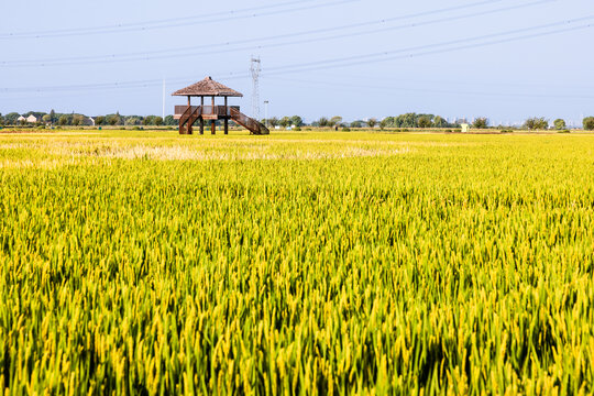 丰收季节