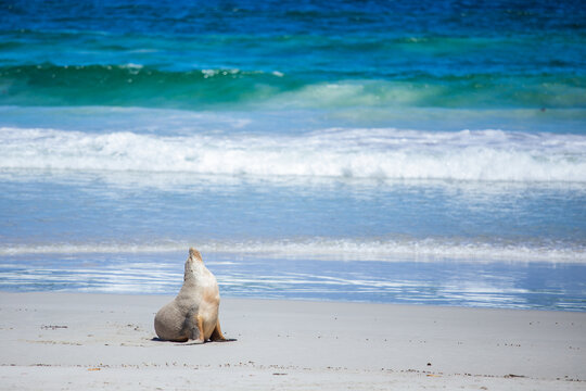 海边晒太阳的海豹