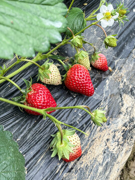 草莓园的新鲜草莓