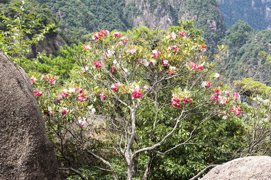 江西上饶三清山