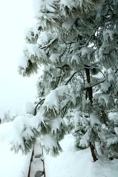 雪