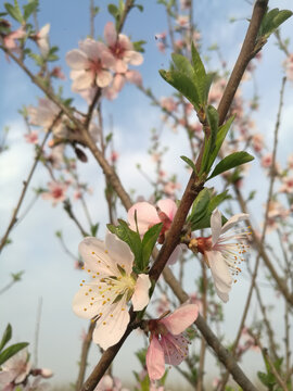 粉白桃花新绿伴花开