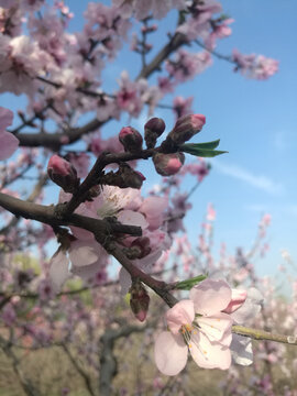 粉桃花伴花蕾向阳开