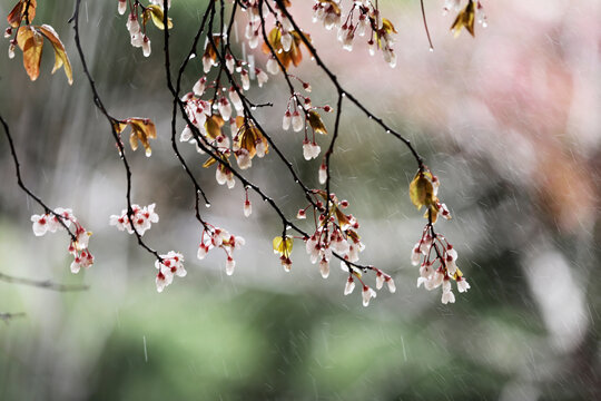 春天的雨