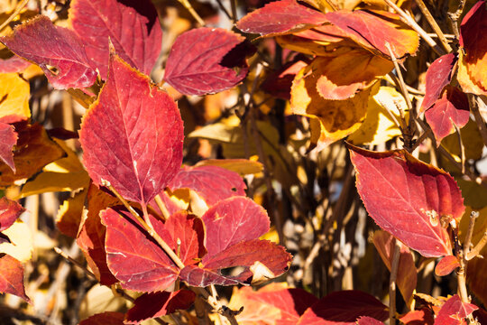 秋季红叶树丛