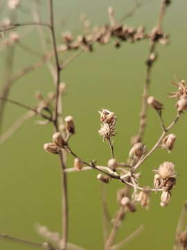 枯草