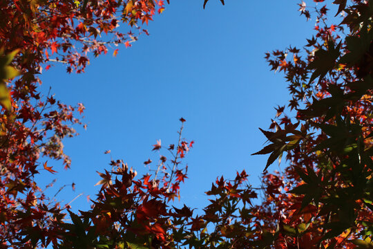 三角枫天空特写