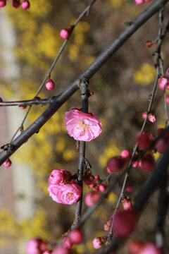 小桃红花蕾