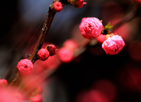 重瓣榆叶梅花枝