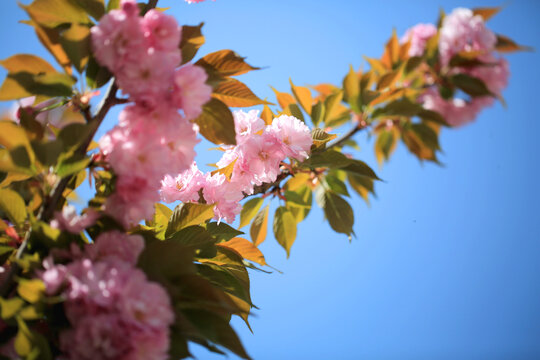 飞寒樱花枝