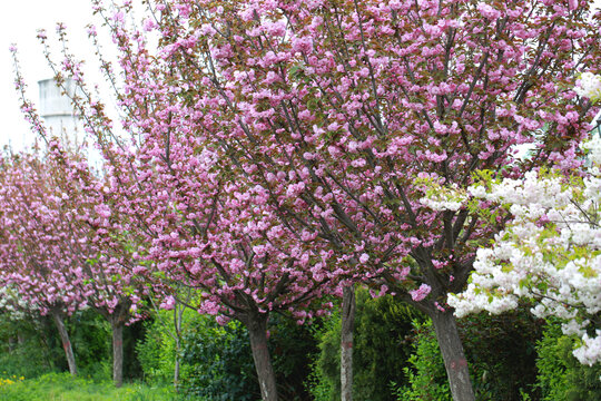 盛开樱花树