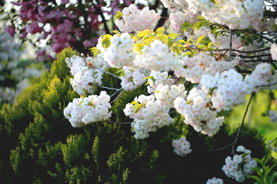 樱花树林