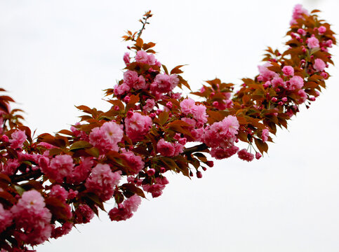 红色樱花花枝