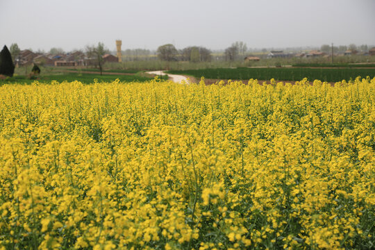 油菜花