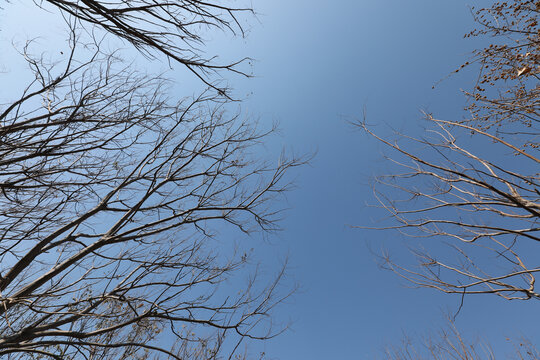 仰望蓝天干枯树枝