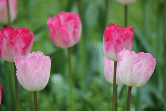 郁金香花海