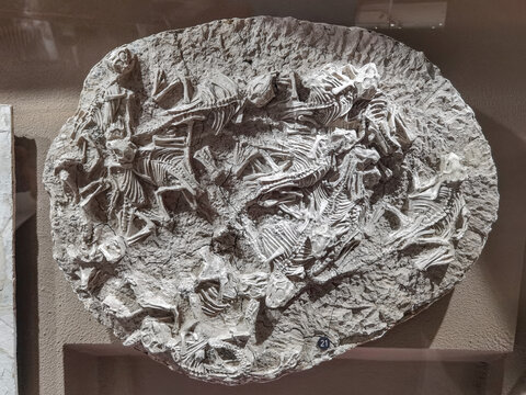 鹦鹉嘴龙化石