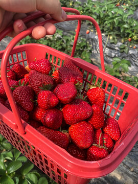 一篮新鲜草莓