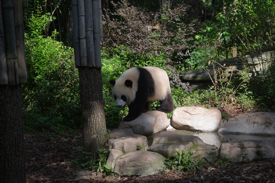 散步的大熊猫