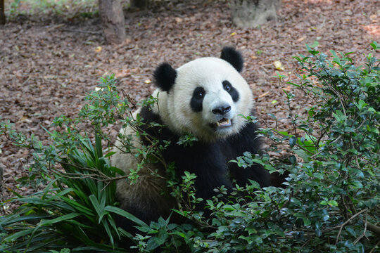 一只发呆的大熊猫