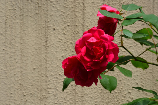 围墙与盛开的红玫瑰