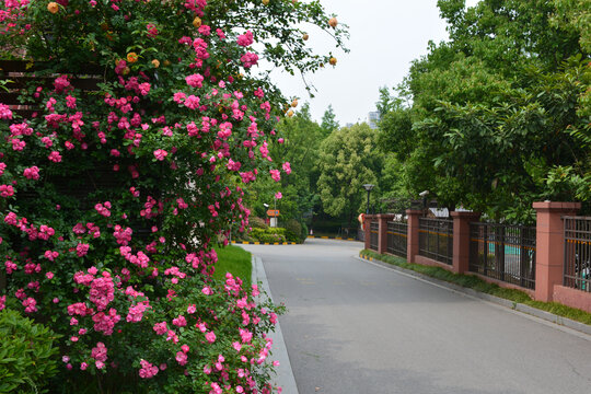 蔷薇和绿植围墙掩映下的水泥路