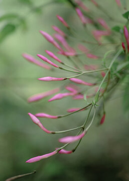 花苞