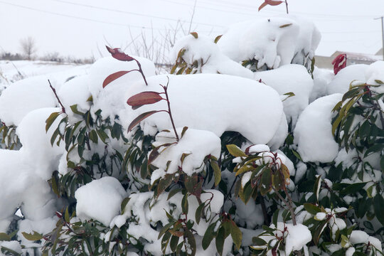 大雪压树枝