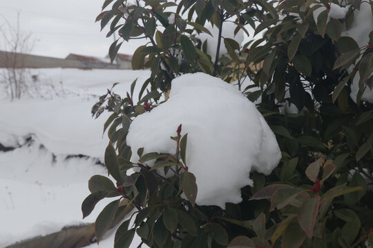 树上雪