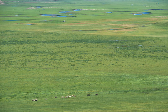 草原牧场牛群河流羊群