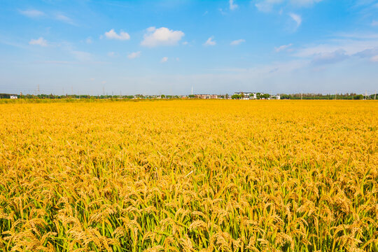 成熟的金色稻田