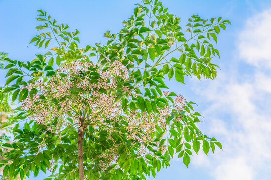 苦楝树开花