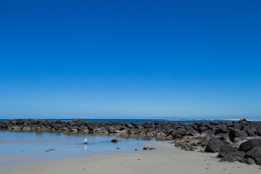 海边礁石孤独的海鸥