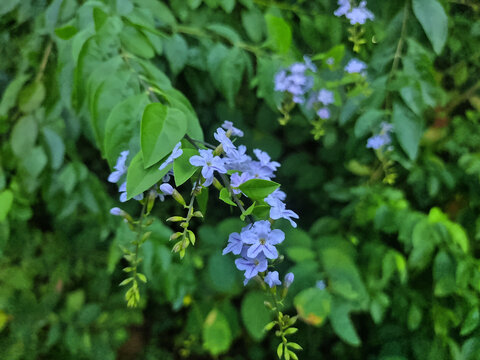 假连翘花