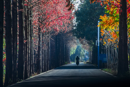 秋天的林间道