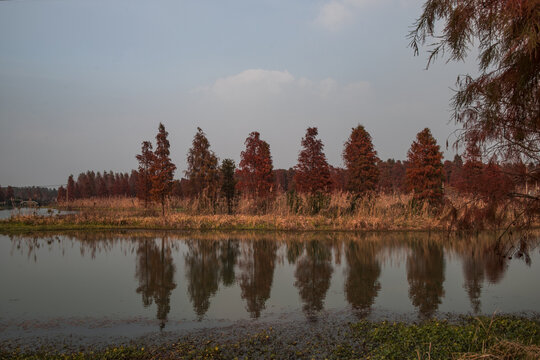 红杉树