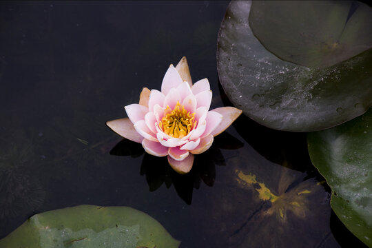 莲花