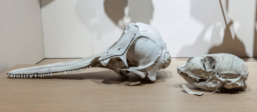 海豚与海豹头骨标本