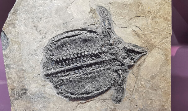 云贵中国龙龟化石