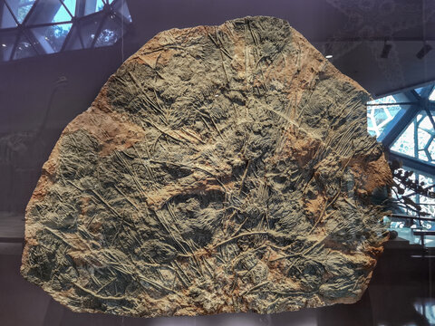 中生代海百合化石