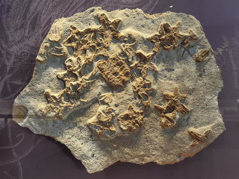 中生代海星化石