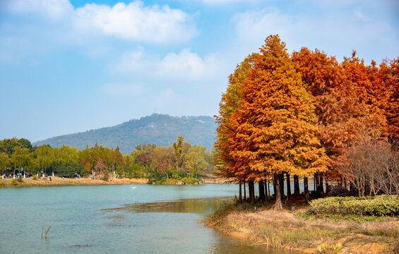 南京中山陵梅花谷秋天