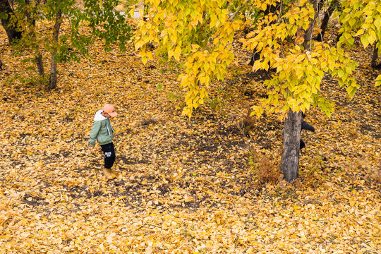 遍地落叶黄叶秋季树林