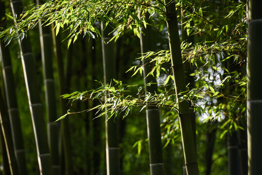 蓝竹竹林竹叶