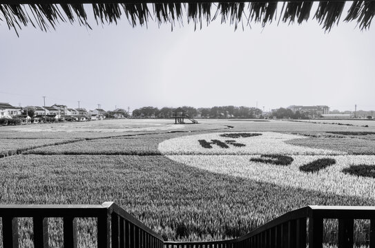 广袤乡村