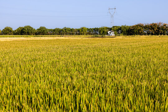 稻田