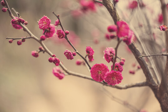 红梅花